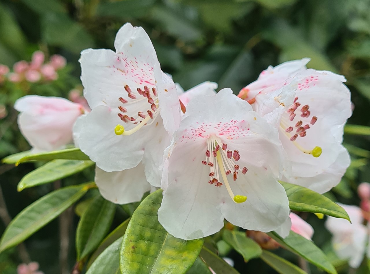 R. argyrophyllum ssp. hypoglaucum